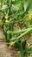 ï¿¼Cucumber & x28;Cucumis sativus& x29; is a widely-cultivated creeping vine plant in the Cucurbitaceae family
