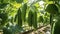 Cucumber Cultivation - The Art of Growing Cucumbers in Industrial Greenhouses. Generative AI