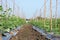 Cucumber cultivation with plastic mulching to prevent weed and keep soil moisture