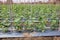 Cucumber cultivation with plastic mulching to prevent weed and keep soil moisture