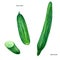 Cucumber, drawing, picture, color