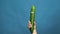 Cucumber with eyes in a woman hand close-up. Cucumber shakes and twists eyes on a blue background. Slow motion.