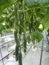 Cucumber farm greenhouse. The growth and blooming of greenhouse cucumbers. Growing organic food. Cucumbers harvest