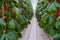 Cucumber farm inside modern greenhouse