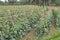 Cucumber field