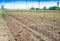 Cucumber field growing with drip irrigation system.