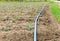 Cucumber field growing with drip irrigation system.