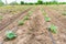 Cucumber field growing with drip irrigation system.