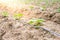 Cucumber field growing with drip irrigation system.