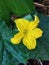 Cucumber Flower