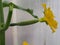 Cucumber flower Bud. Large flower yellow. Olericulture