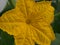 Cucumber flower Bud. Large flower yellow. Olericulture