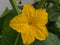 Cucumber flower Bud. Large flower yellow. Olericulture