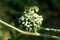 Cucumber flower buds on thick green stem growing over closed umbel of onion flowers