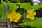 Cucumber flower and leaf with garden,growing farming