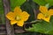 Cucumber flower and leaf with garden,growing farming