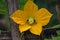 Cucumber flower and leaf with garden,growing farming