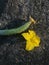 Cucumber flower lying on the hard ground