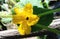 Cucumber flower with tiny bugs