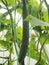 Cucumber fruit grows on a Bush in a greenhouse. Agriculture