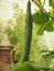 Cucumber fruit grows on a Bush in a greenhouse. Agriculture