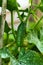 Cucumber gherkin fruit Cucumis Sativus plant hanging on the trellis in summer kitchen garden