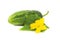 Cucumber with Green Leaf And Flower