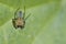 Cucumber green spider (Araniella cucurbitina)
