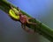 Cucumber green spider, Araniella cucurbittina female