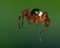 Cucumber green spider, Araniella displicata male