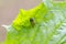 Cucumber green spider sitting on leaf