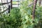 Cucumber growing in DIY backyard greenhouse.Vegetable sprouts in spring