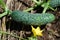 Cucumber growing in the garden