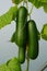 Cucumber growing in a polytunnel