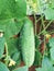 Cucumber growing on vine