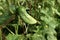 A cucumber grows in a vegetable garden on a blurred background of green leaves. The grille supports are visible nearby.