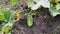 Cucumber and hand (harvesting