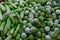 Cucumber harvest. many cucumbers and Eggplant