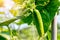 Cucumber harvest in a small domestic greenhouse. The cucumber fruits grow and are ready for harvesting. Variety of cucumbers, clim