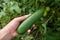 Cucumber is an indispensable vegetable for breakfast.Natural cucumber and breakfast