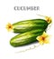 Cucumber isolated Vector watercolor. Fresh vegetables templates