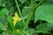 Cucumber Latin: Cucumis sativus in vegetable garden. Yellow flower and green cucumber. Cucumber in vegetable garden close up