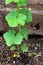 Cucumber leafs with white powdery mildew