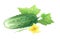 Cucumber with leaves and  flower. Drawing with colored pencils, isolated on white background