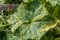 Cucumber leaves infected by downy mildew Pseudoperonospora cubensis in the garden. Cucurbits disease