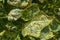 Cucumber leaves infected by downy mildew Pseudoperonospora cubensis in the garden. Cucurbits disease