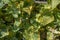 Cucumber leaves infected by downy mildew Pseudoperonospora cubensis in the garden. Cucurbits disease