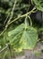 Cucumber leaves with late blight disease in the garden