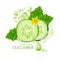 Cucumber Natural Moisture Skin Care Cosmetic vector illustration