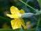 Cucumber ovary and yellow flower